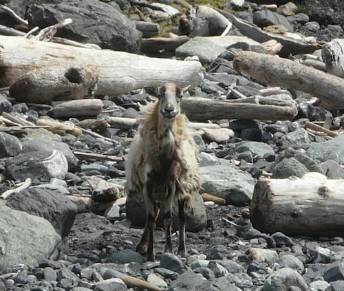 A goat discovered on CoastWatch mile 40 by Ed Rossiter