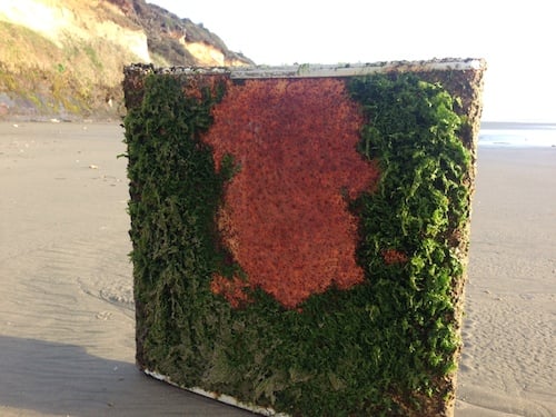 A boat hatch covered in algae from Sunday's walk