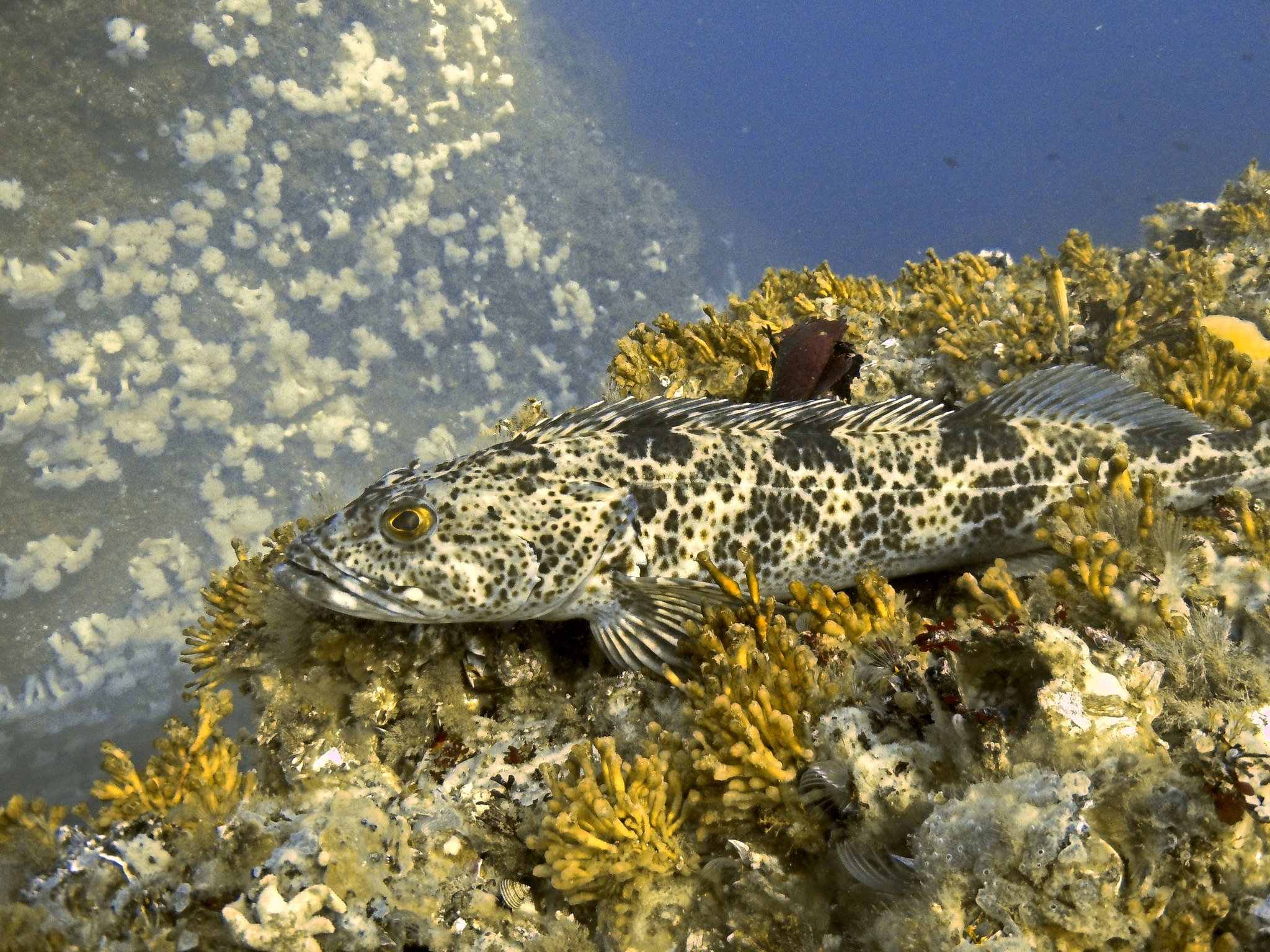 Photo of Lingcod underwater: Credit Oregon Marine Reserves Program, ODFW